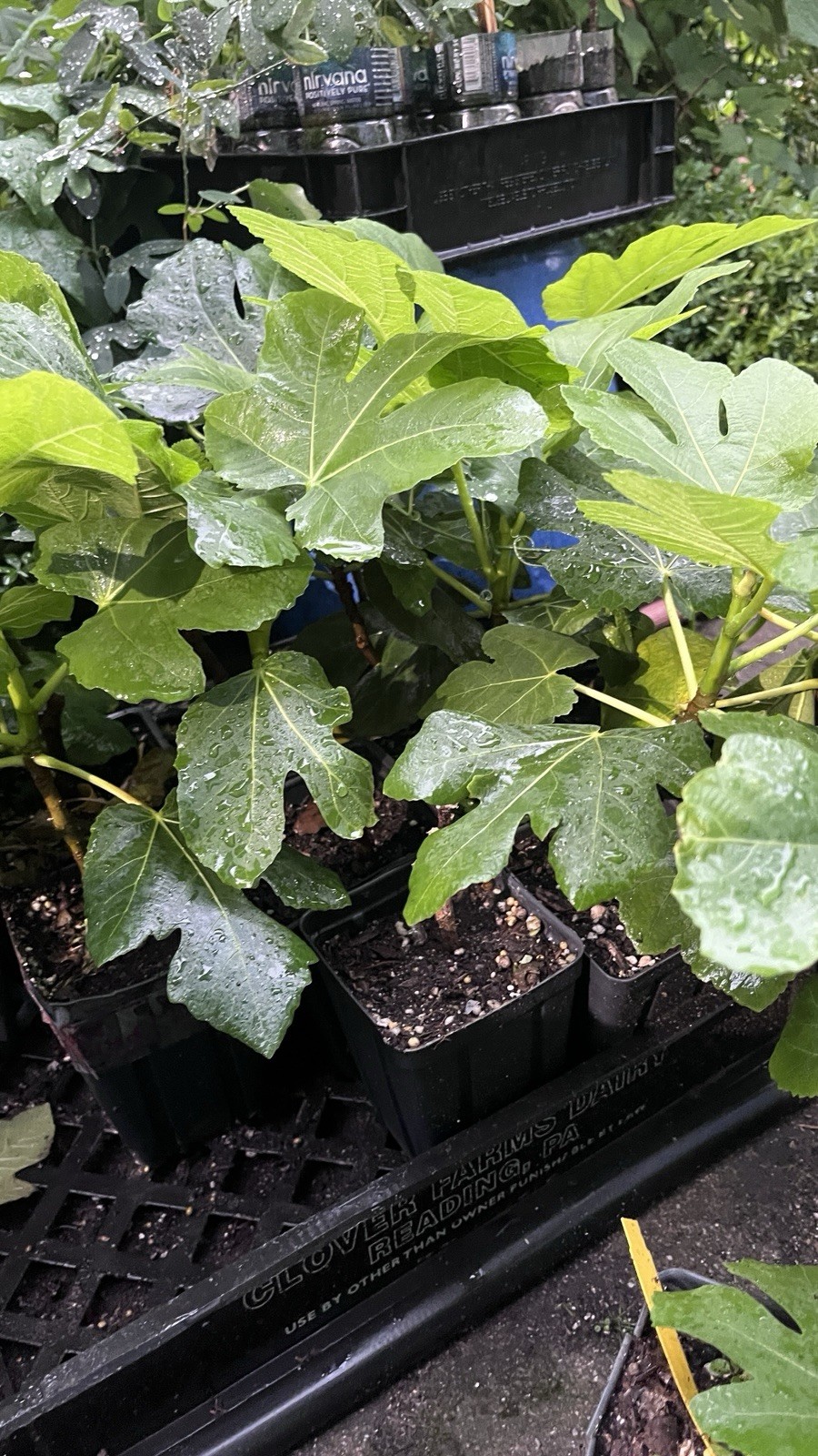 1 liter container Panache Tiger Fig Plant – Ficus carica variegated Sweet