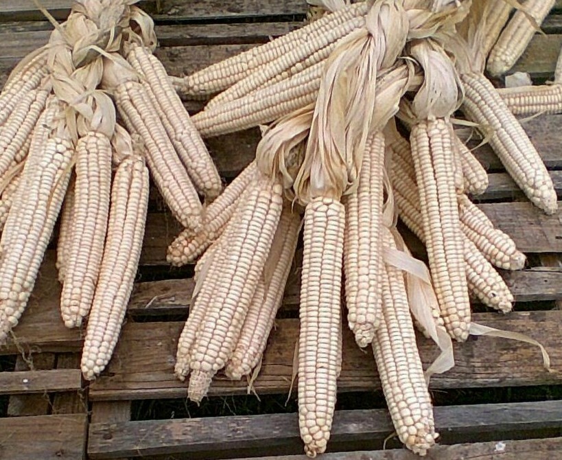 Hickory King White Dent Corn 1/2-po Organic Heirloom Seed Tortilla Flour Non-GMO