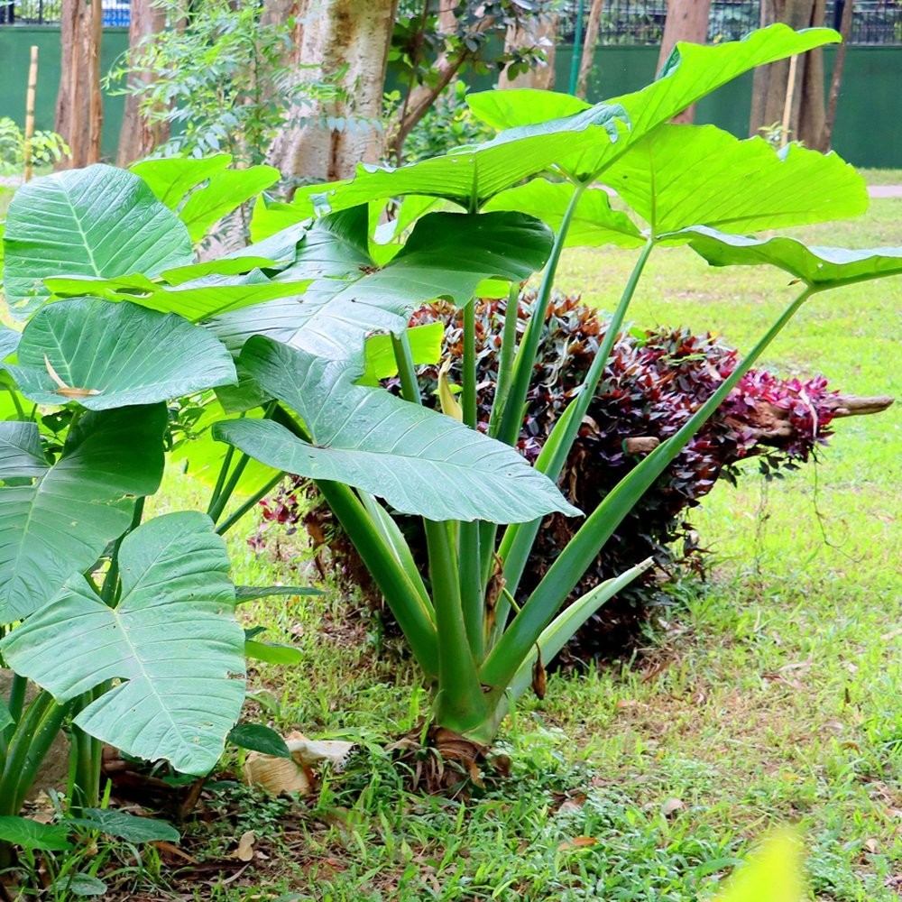 Giant Elephant Ear Taro Tubers Organic For Planting or Cooking Non GMO