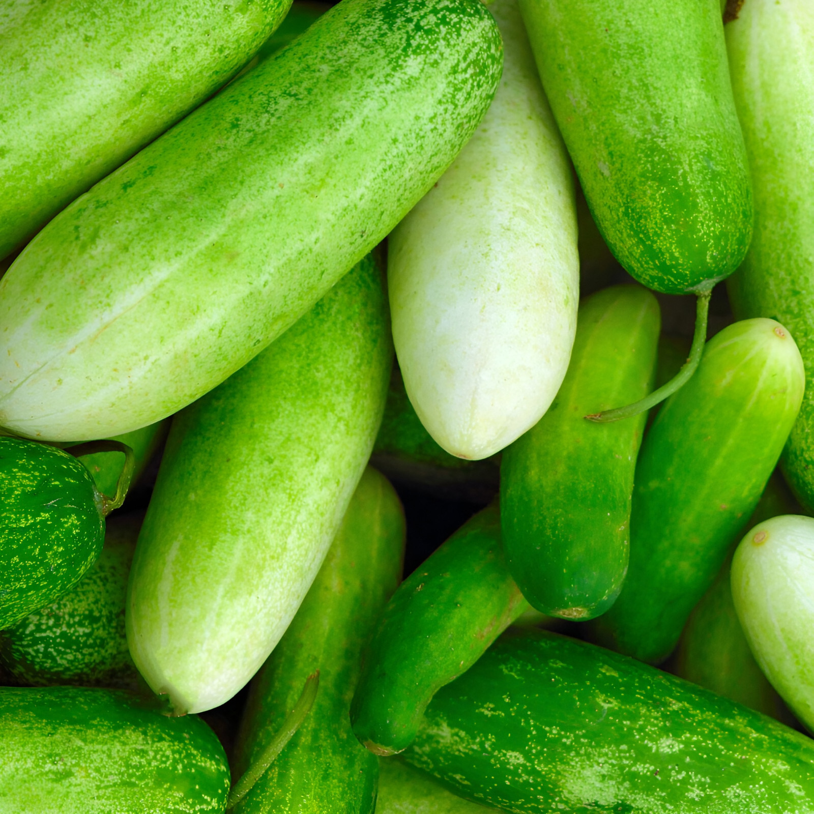 50 F1 Hybrid Calypso Cucumber Seeds Superior Pickling Cucumber Very High Yields