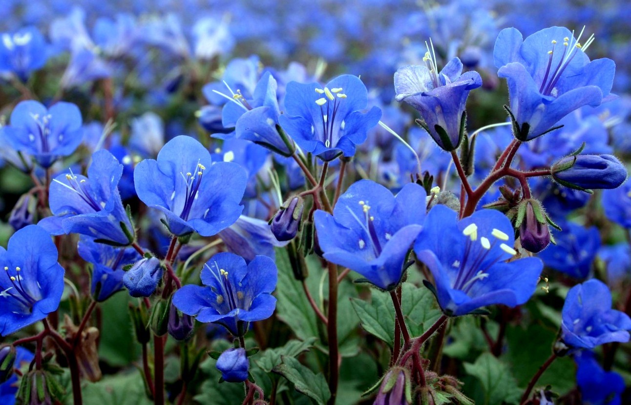 Bluebell Seeds, California Bluebells, Wildflower Seeds, Bulk Seed, Non-Gmo 500ct