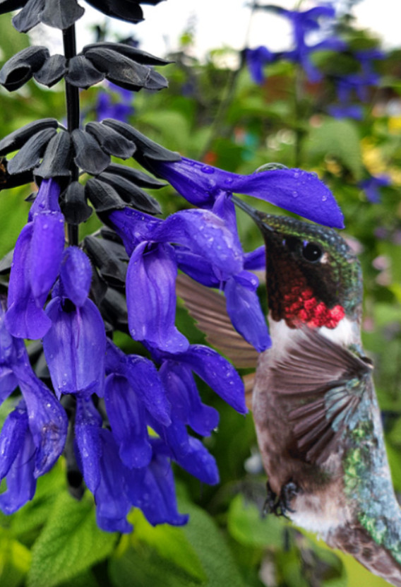 Set 2 Black and Blue Salvia Live Plants – 5-9″ Tall – Perennial Flower
