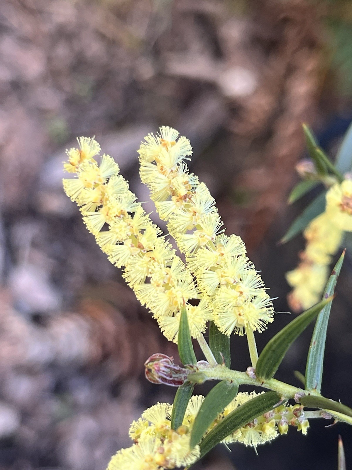 Acacia Species Assortment Packs (101 species) 5+ seeds each species