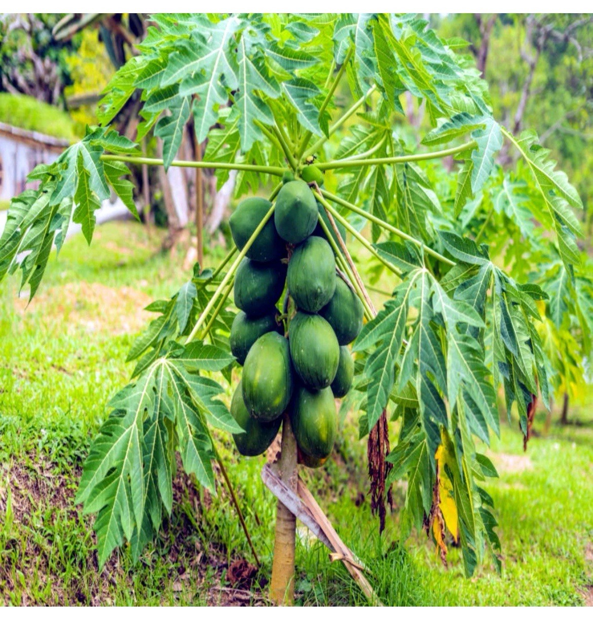🌴Hawaiian ❗️Dwarf Solo Waimanalo Papaya Seeds 10ct Fast Fruit Houseplant