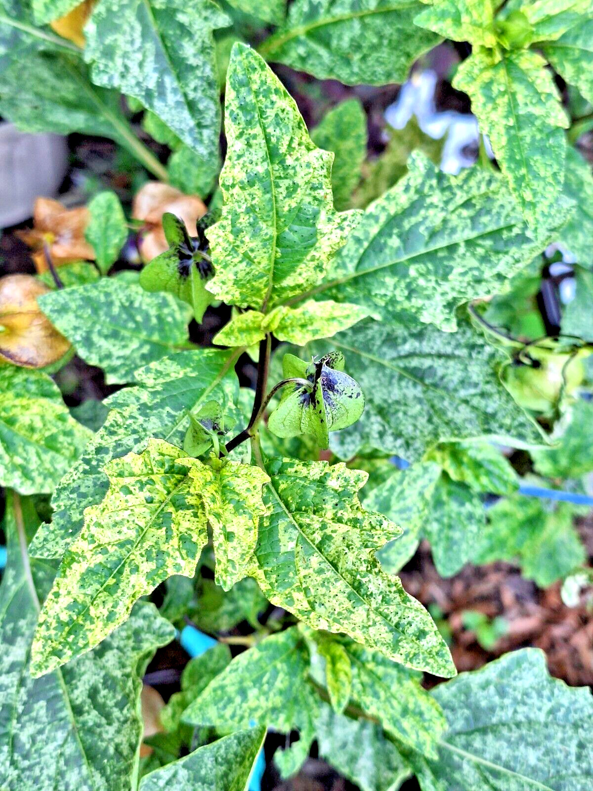 rare variegated shoofly plant 100 seeds, Nicandra Phsalodes Var. Splash of cream