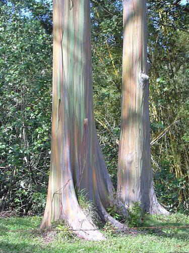 Eucalyptus deglupta | Rainbow Eucalyptus | 20 Seeds