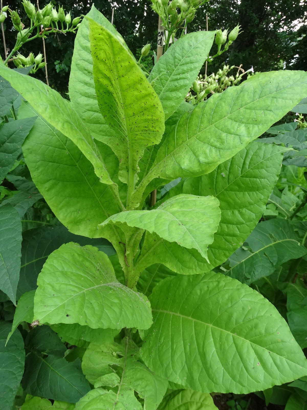 African Red Tobacco HIGH NICOTINE 500+ seeds 0.05 gram Heavy Producer 2023 CROP