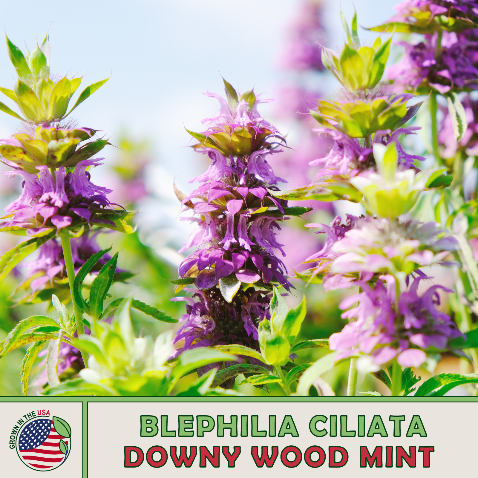 500 Downy Wood Mint Seeds, Blephilia ciliata, Native Bee & Butterfly Attractor
