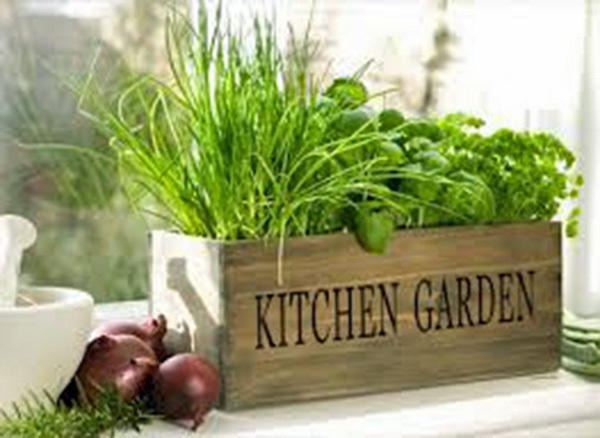 Herb Garden Collection, Small, Heirloom Seeds, 6 Top Varieties of Herbs