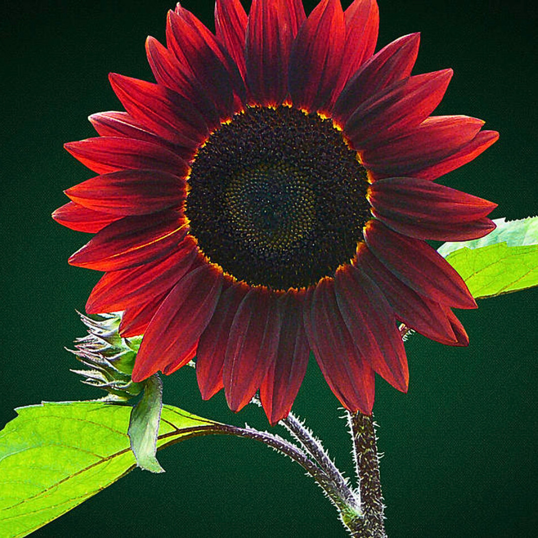 Fresh Premium Chocolate Cherry Sunflower Seeds | Heirloom Non-GMO | Flower Seed