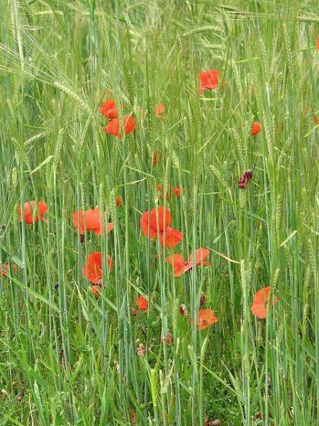 Papaver rhoeas | Corn or Flander’s Poppy | 200 Seeds