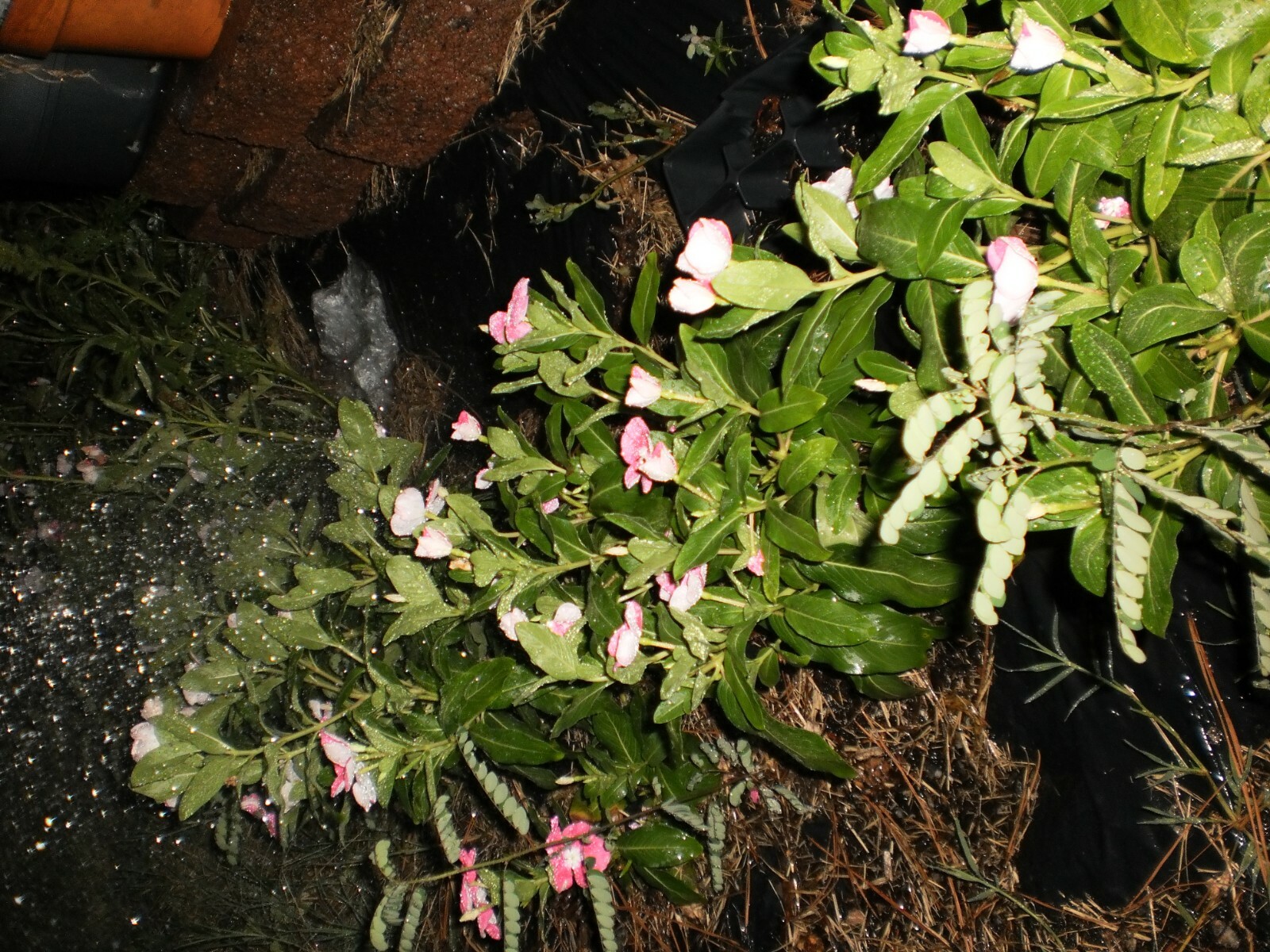 Vinca Flower Plants, 5 + 5 good size plants, Bare Roots, mixed colors, July 2020