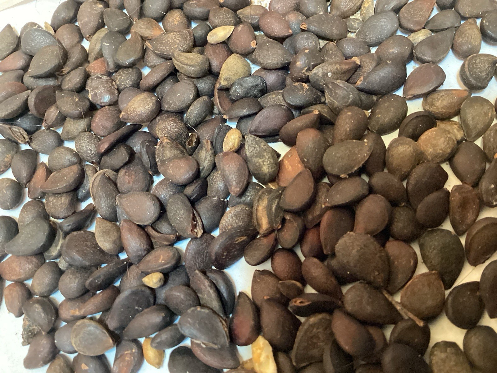 Callery Pear Tree Seeds (PYRUS CALLERYANA)