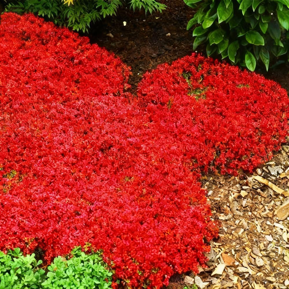 15000Pcs Red Creeping Thyme Seeds Ground Cover,Thyme Seeds for Planting Indoors,