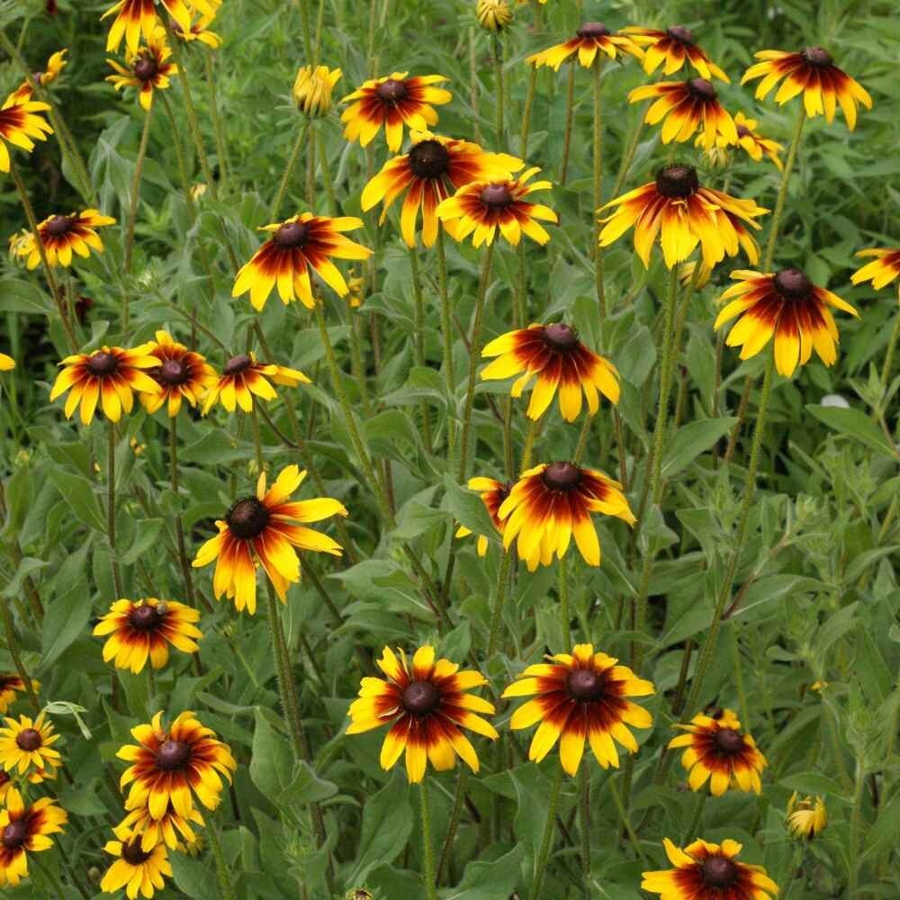 100+ Gloriosa Daisy Seeds – HEIRLOOM – RARE