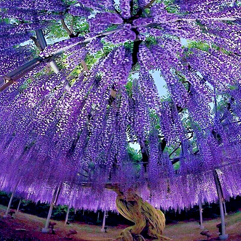 5 Chinese Blue Wisteria sinensis Tree Seeds Fast Climber Flower Vine Hardy Plant