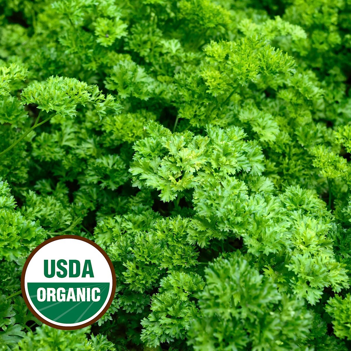 500 Organic Forest Green Parsley Seeds – Everwilde Farms Mylar Seed Packet