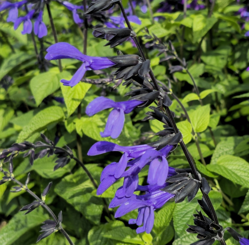 Set 2 Black and Blue Salvia Live Plants – 5-9″ Tall – Perennial Flower