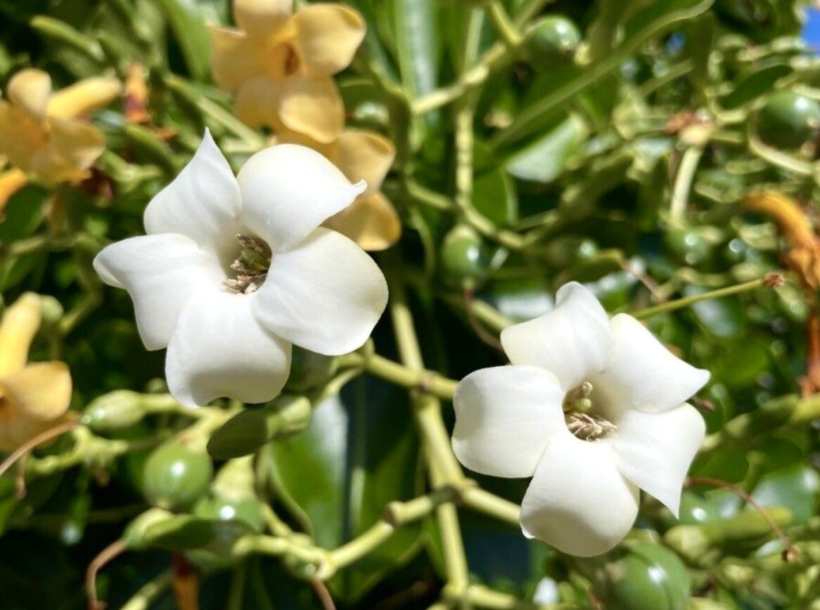 Pua Keni Keni, Perfume Flower Tree, Fagraea Berteroana – 30 Seeds 2024 – USA