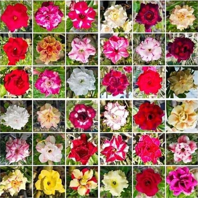 20 Desert Rose Seeds for Planting Mixed Color Ready to Grow Adenium Obesum Se…