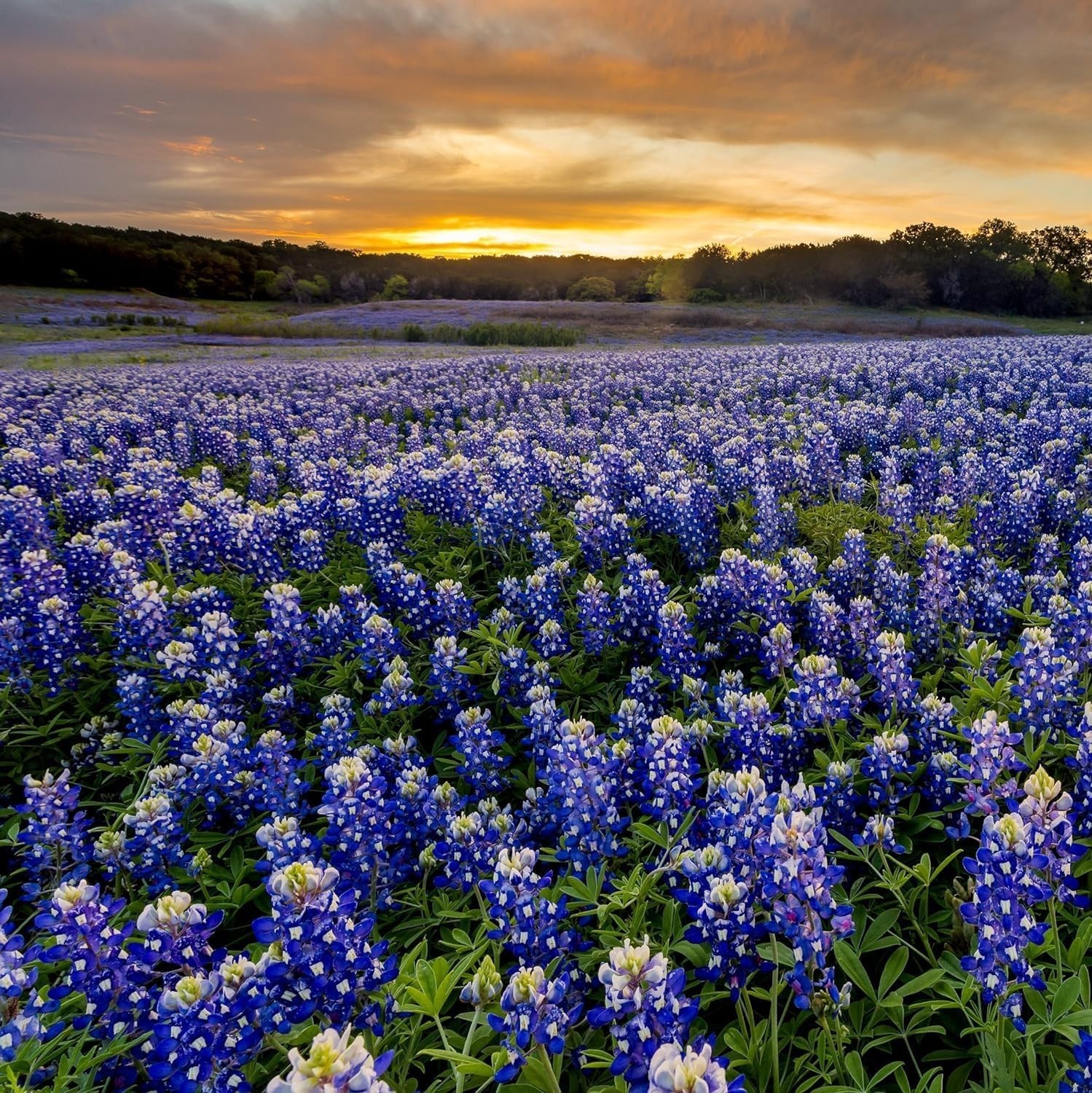 Vibrant Blue Texas Wildflower Seeds – Drought-Tolerant