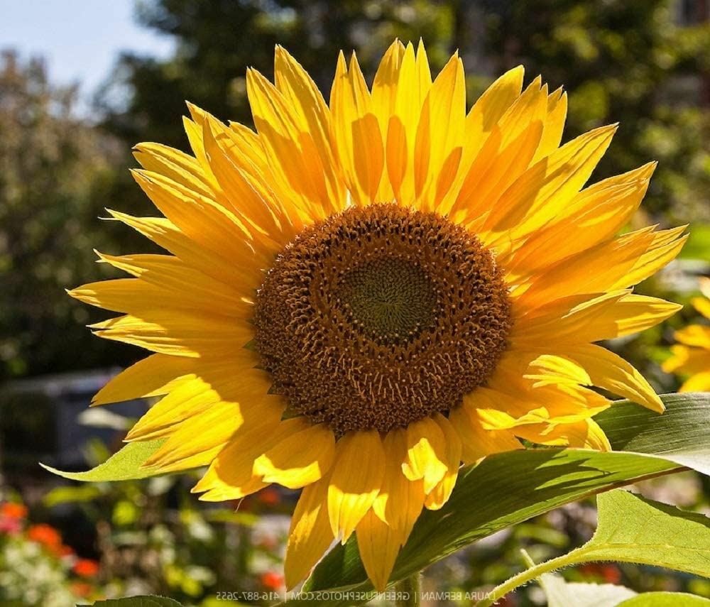 Sunflower Flower Seeds, Russian Mammoth “COOL BEANS N SPROUTS” Brand