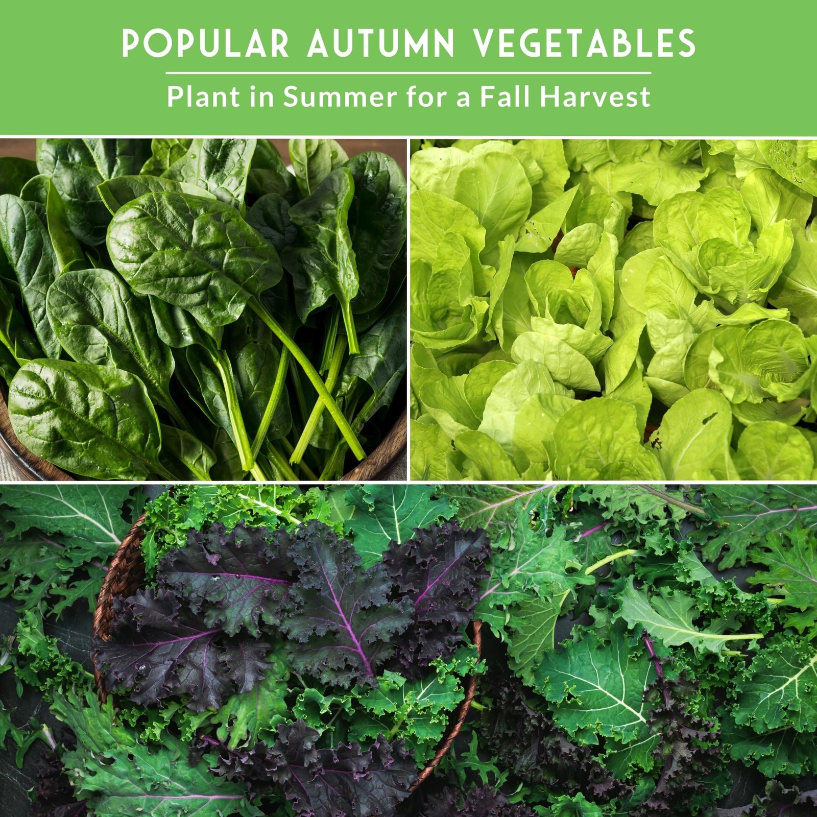 Fall Vegetable Seeds Collection – 8 Packs of Non-GMO Heirloom Cool Weather Se…