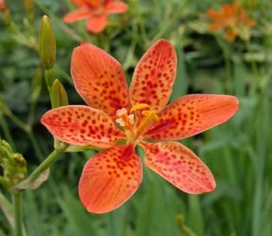 2 Blackberry Lily (aka- Leopard lily)~live, shipped bare-root