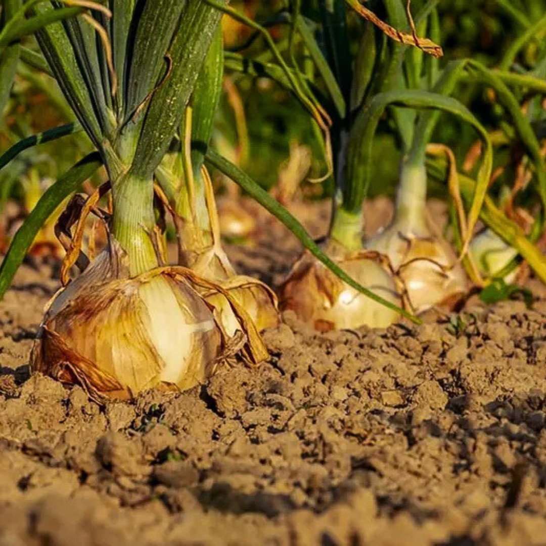 Fresh Walla Walla Onion Seeds | Sweet | Heirloom Non-GMO | Vegetable Seeds