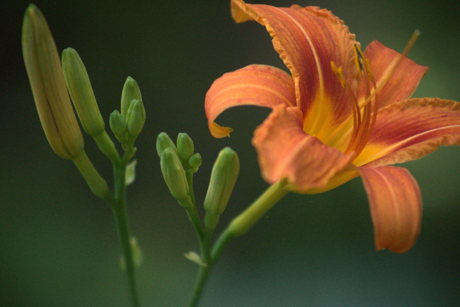 Daylily /Original Orange Daylily/Growing zone 3-9/1 root