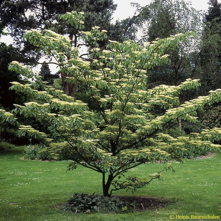 Giant Dogwood, Cornus controversa, Tree Seeds