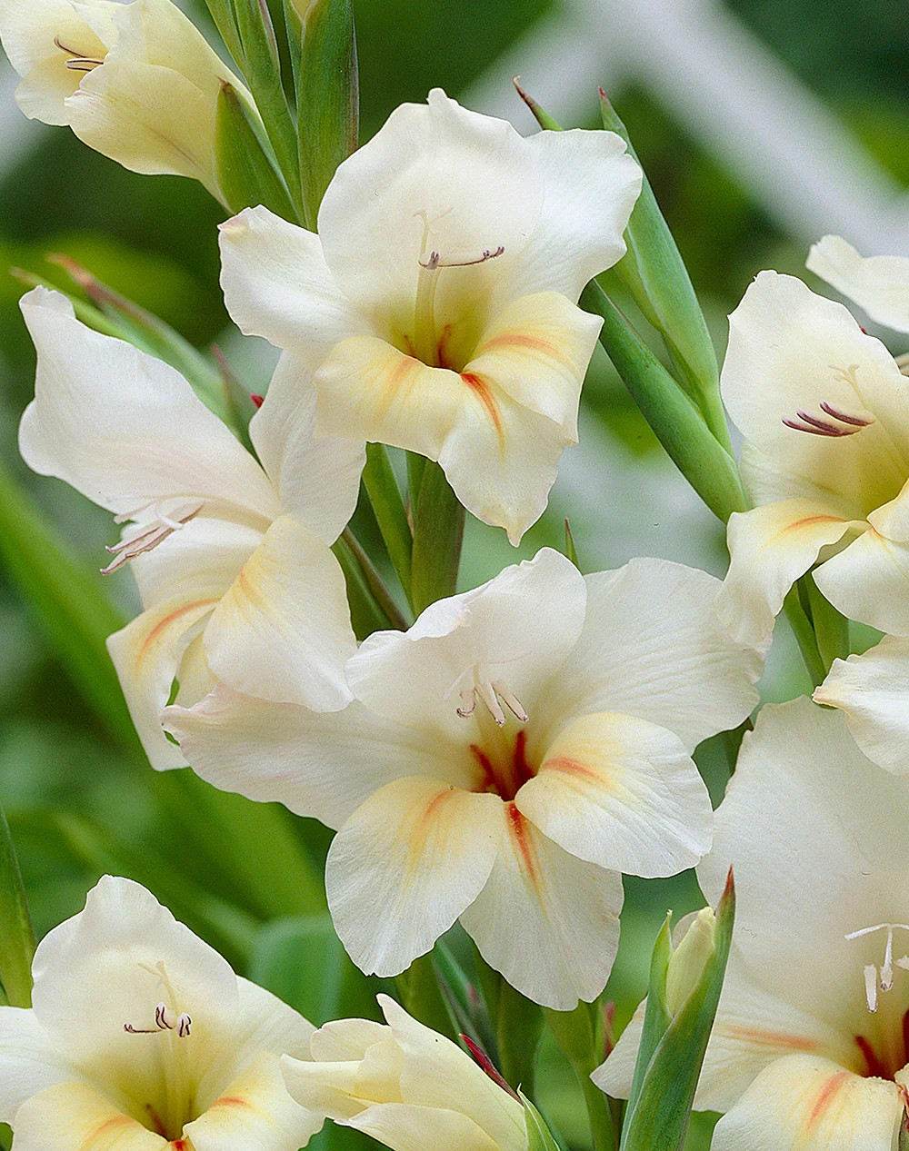 Halley Hardy Gladiolus – 5 bulbs
