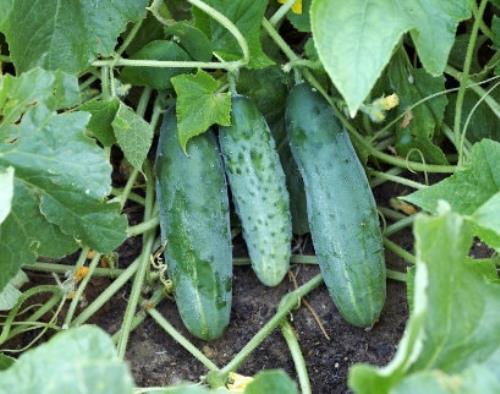 Marketer Cucumbers – Seeds – Organic – Non Gmo – Heirloom Seeds – Vegetable Seed