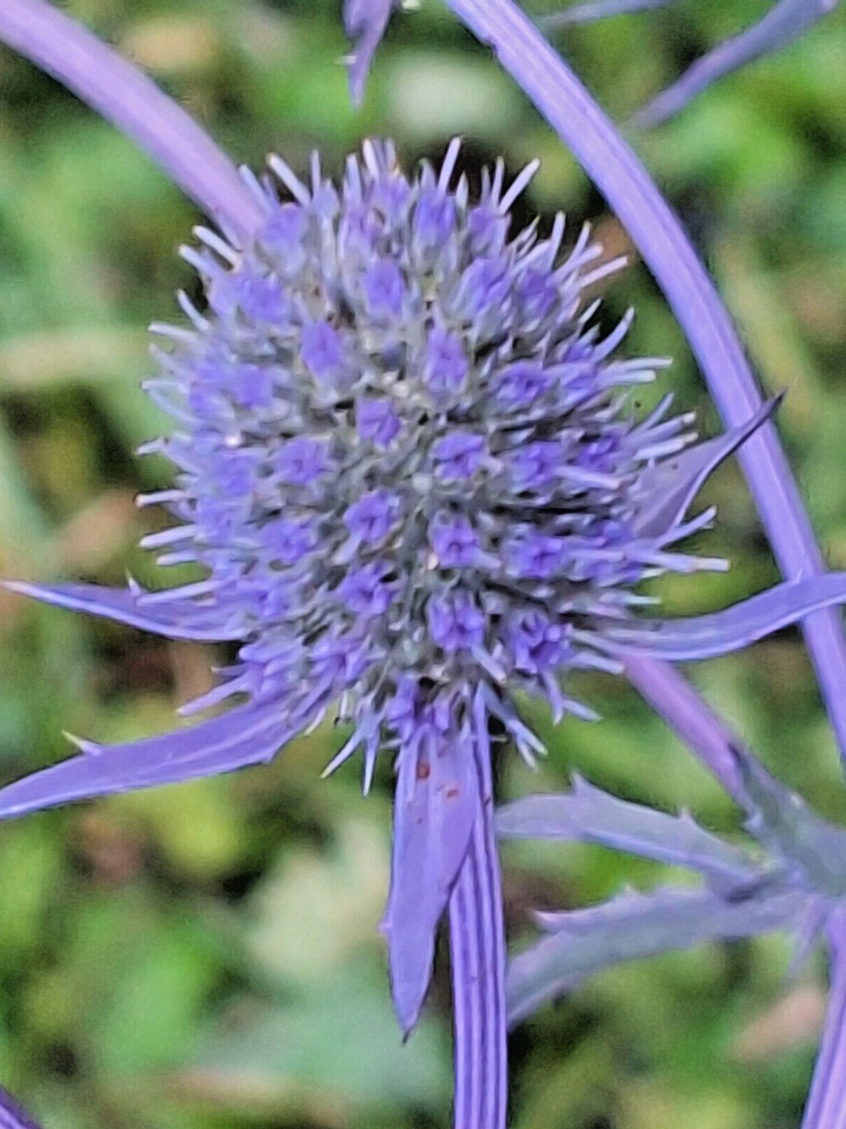 SEA HOLLY 100 SEEDS, ERYNGIUM, METALIC BLUE FLOWERS, mariesgreengarden