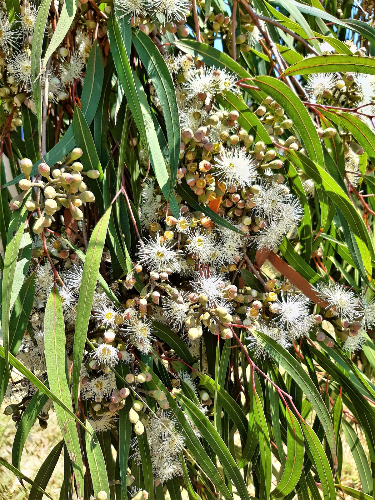 50 LEMON SCENTED EUCALYPTUS Citriodora Tree Lemon Bush Spotted Gum Flower Seeds