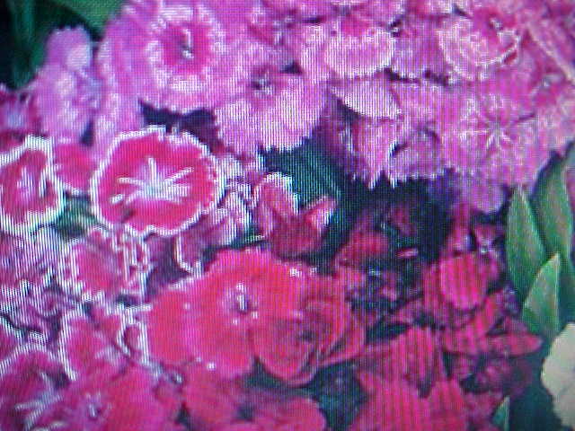 1/8 POUND SWEET WILLIAM PINK – RED – PURPLE – WHITE COLORS