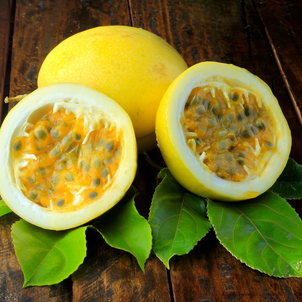 Yellow Passionfruit Live Plant 4-6 Inches Tall Rooted Cold Hardy Vine