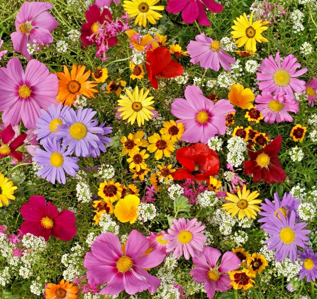 2001+Tall NATIVE WILDFLOWER MIX Seeds 19 Flowering Annuals Cut Flowers Fast Easy