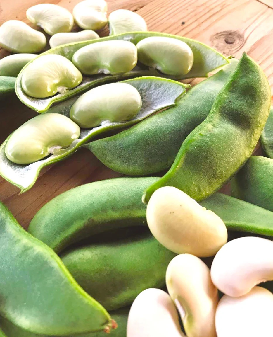 King of The Garden Pole Lima Bean Seeds | Giant Heirloom Limas Beans Seed 2025