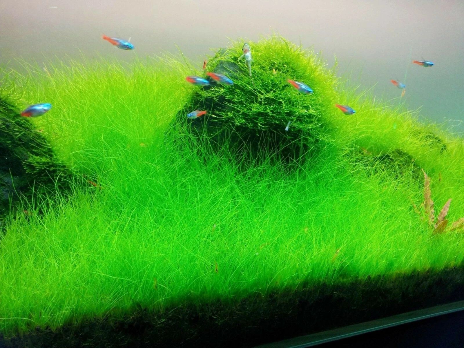 LIVE AQUARIUM PLANT SEEDS | Fish Tank Water Grass Ground Covering Plant Seed