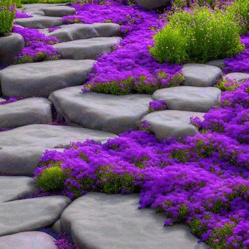 2000+ Purple Creeping Thyme Seeds Ground Cover Heirloom Garden Planting Fresh