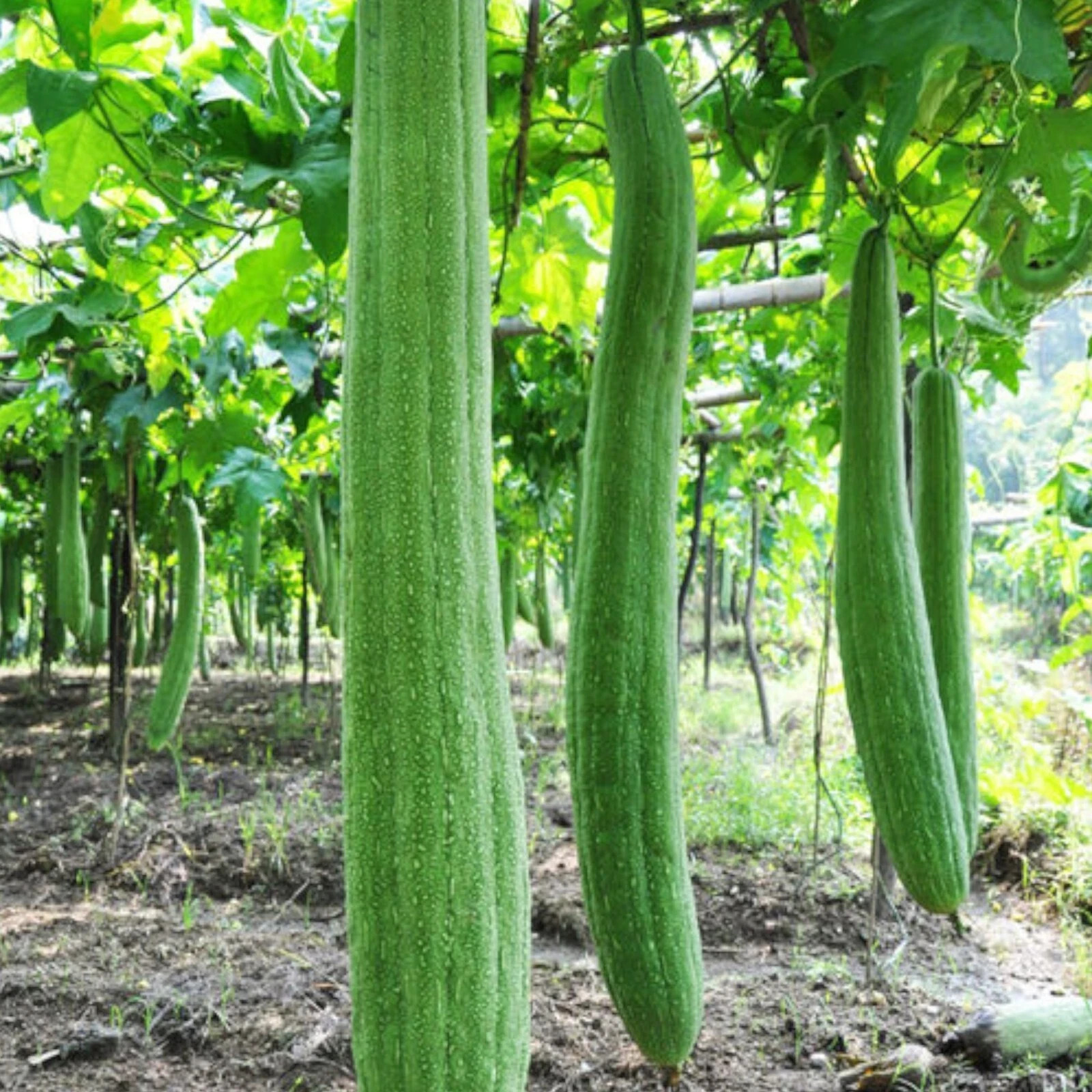 15+ Sponge dishcloth Gourd Seeds Luffa ~ Smooth Loofah Chinese Sigua