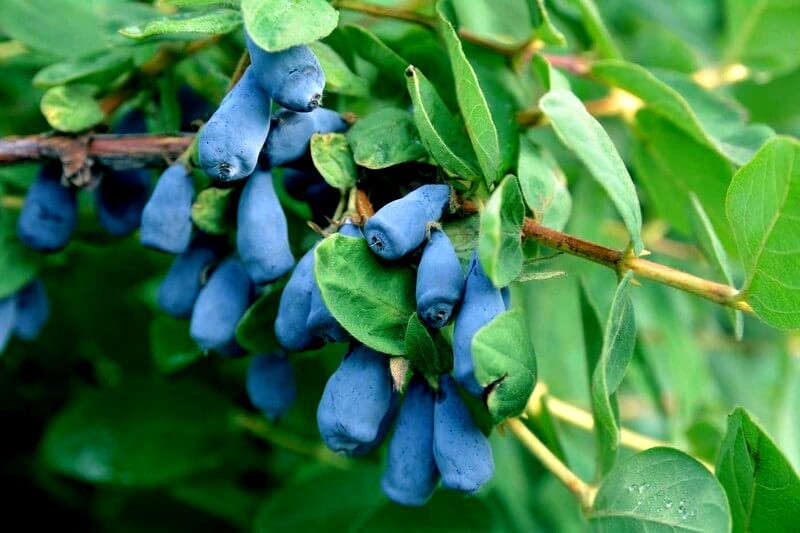 Honeyberry Seeds (Lonicera caerulea) Blue Honeysuckle Fruit Shrub Zone 2 Hardy