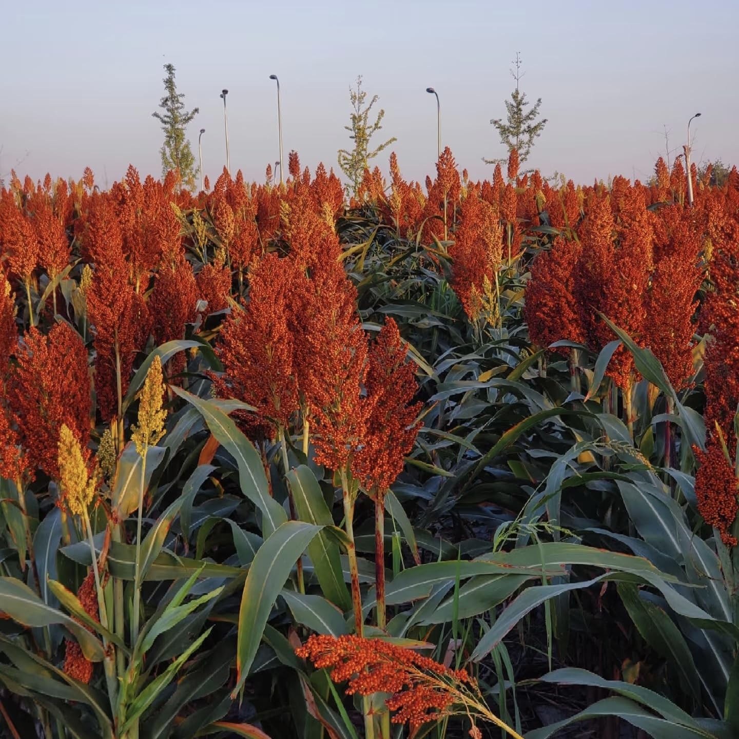 High Yield Sweet Sorghum Seeds 300pcs – Easy Growth for Home Gardens
