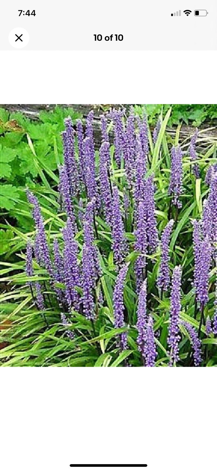 10 LILY TURF Liriope Muscari aka Big Blue Lily Turf / Monkey Grass Plants