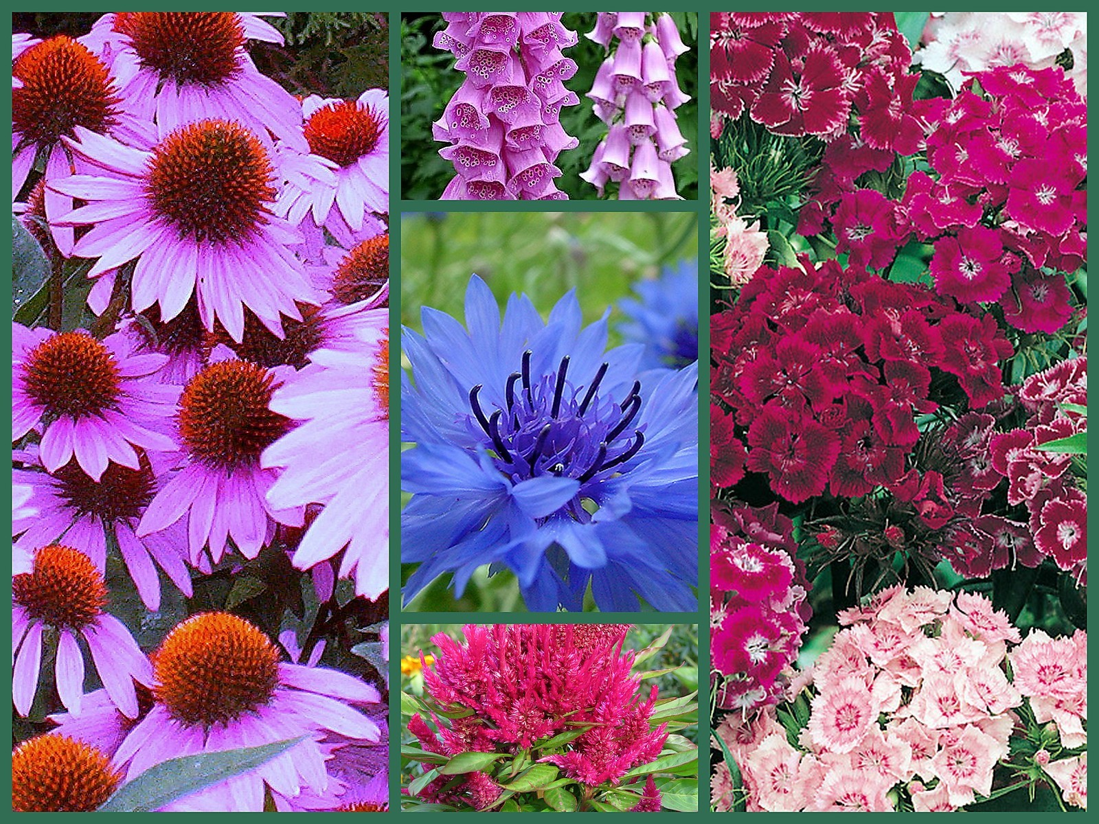 Old Timey Special, Short Varieties, 5 Full Size Packs, Heirloom Flower Seeds
