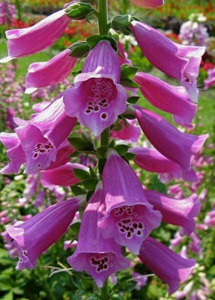 Digitalis purpurea | Purple Foxglove | 50 Seeds