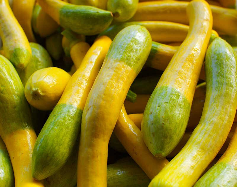 25+ Zephyr Squash Seeds for Garden Planting – USA – FREE SHIPPING!