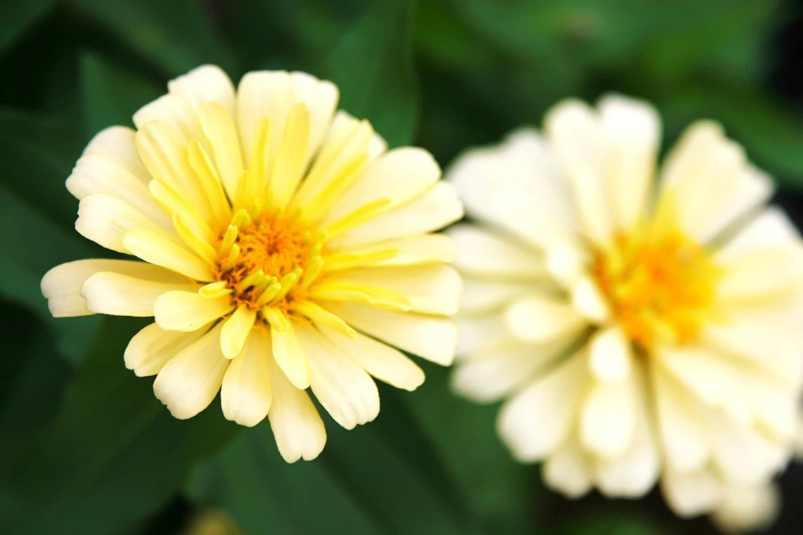 Isabellina Baby Yellow Zinnia Seeds – For 2025 Planting Lemon Queen Bright Sunny