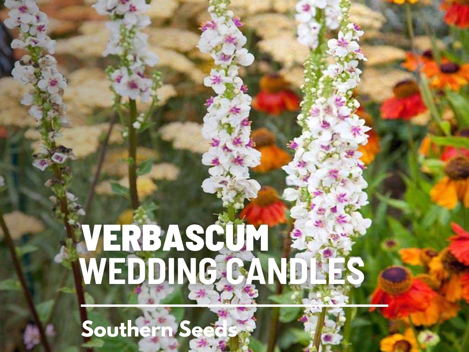 Wedding Candles Verbascum Seeds, Heirloom Drought-Tolerant Flower, USA Grown
